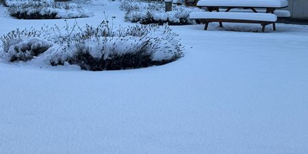 Sne i gården