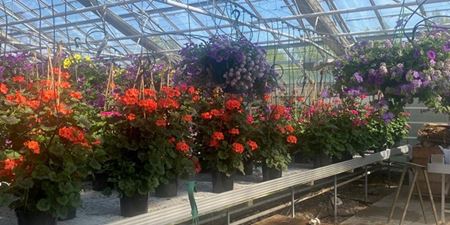 Blomster i gartneriet på Højagergaard. Foto: Højagergaard.